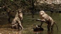 Click to watch 'Uncle Antelopes Truth...' (popup) When Nature Calls With Helen Mirren
